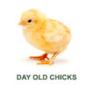Chicks (25/pack)