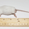 Adult Mice (25/ZIPLOCK)