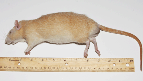 Jumbo Rats (4/Pack) - Feeder Rodents: Frozen Feeder Rodents ...