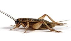 Crickets for Sale